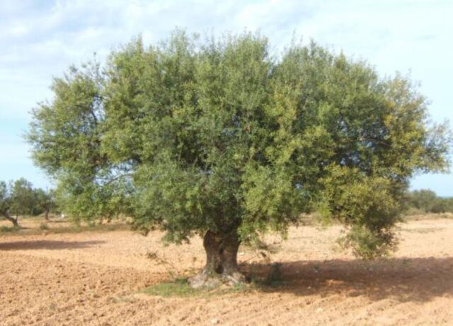 photo de nos oliviers centenaires