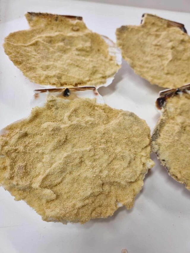 coquille saint jacque