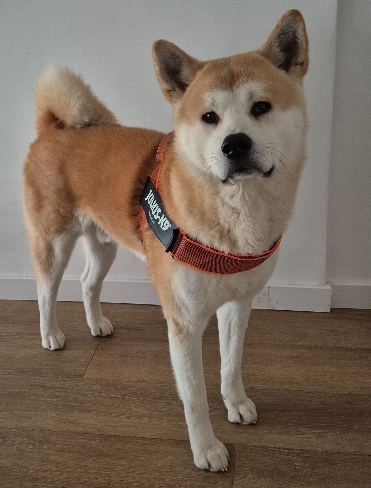 Yo soy Floky 🐾💙