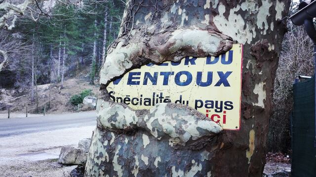 Notre platane ... vorace !