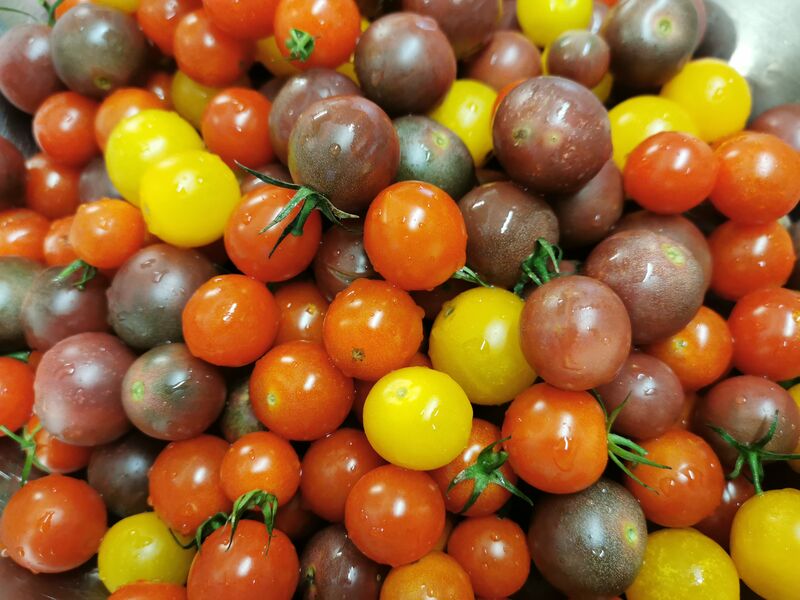Les tomates cerises locales à la saison