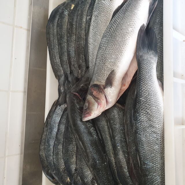 Arrivage poissons frais 