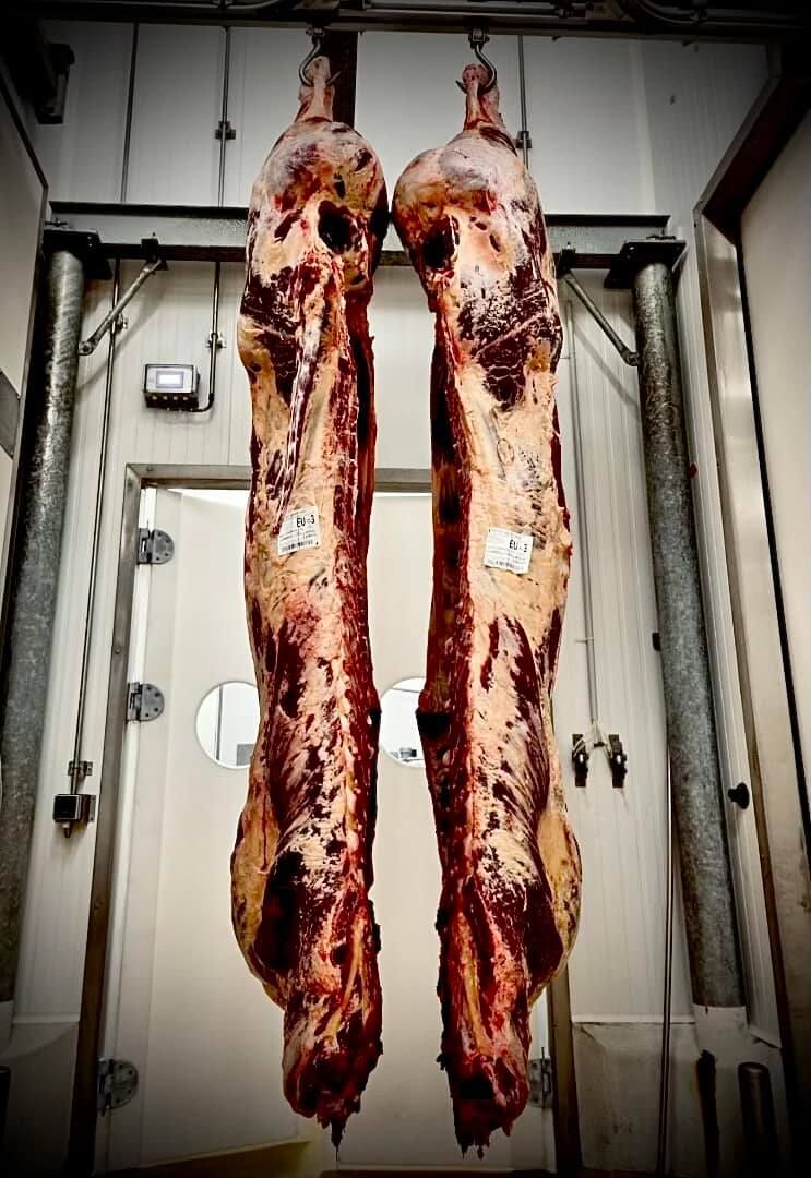 Belle blonde d’Aquitaine de 600kg.