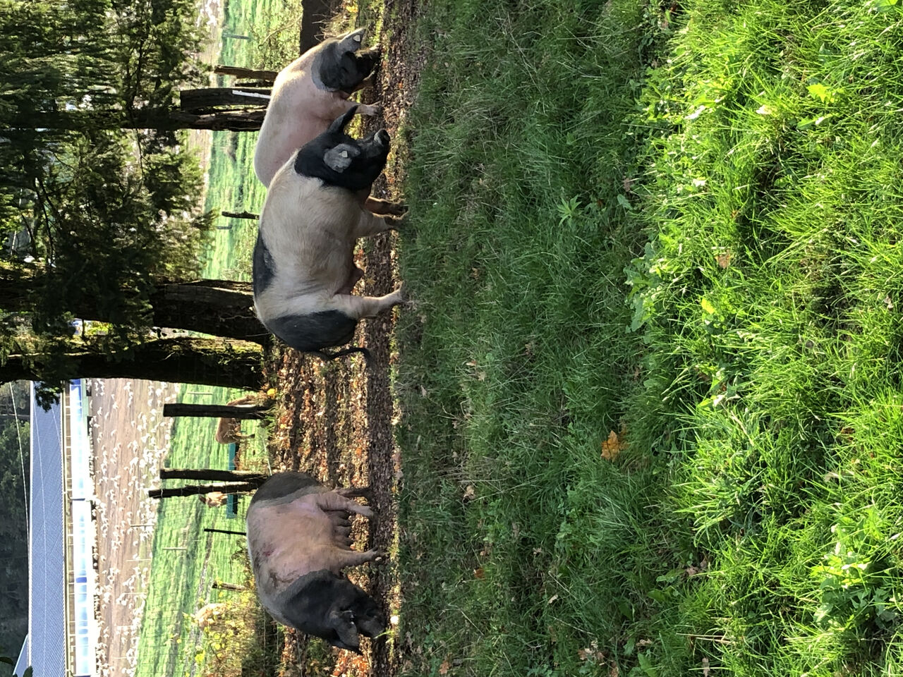 Vive l'automne et les glands