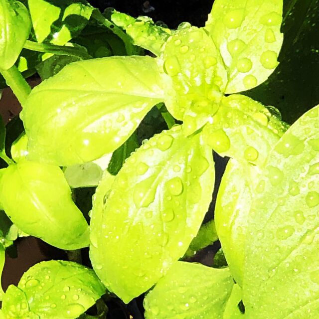 Basilic frais de notre jardin