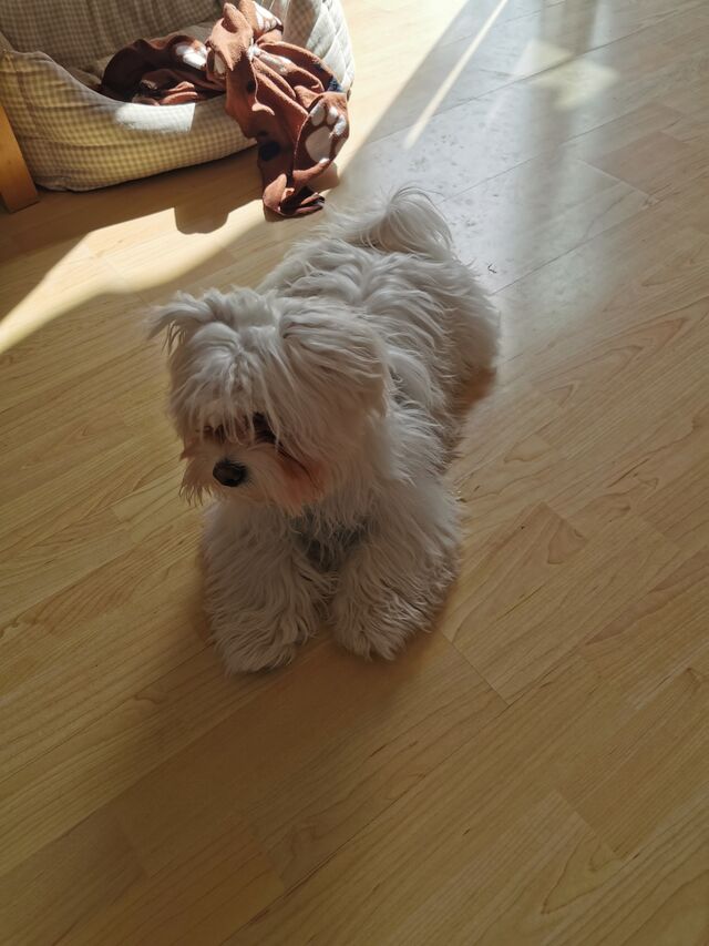 Esta mopita es Elur 🥰