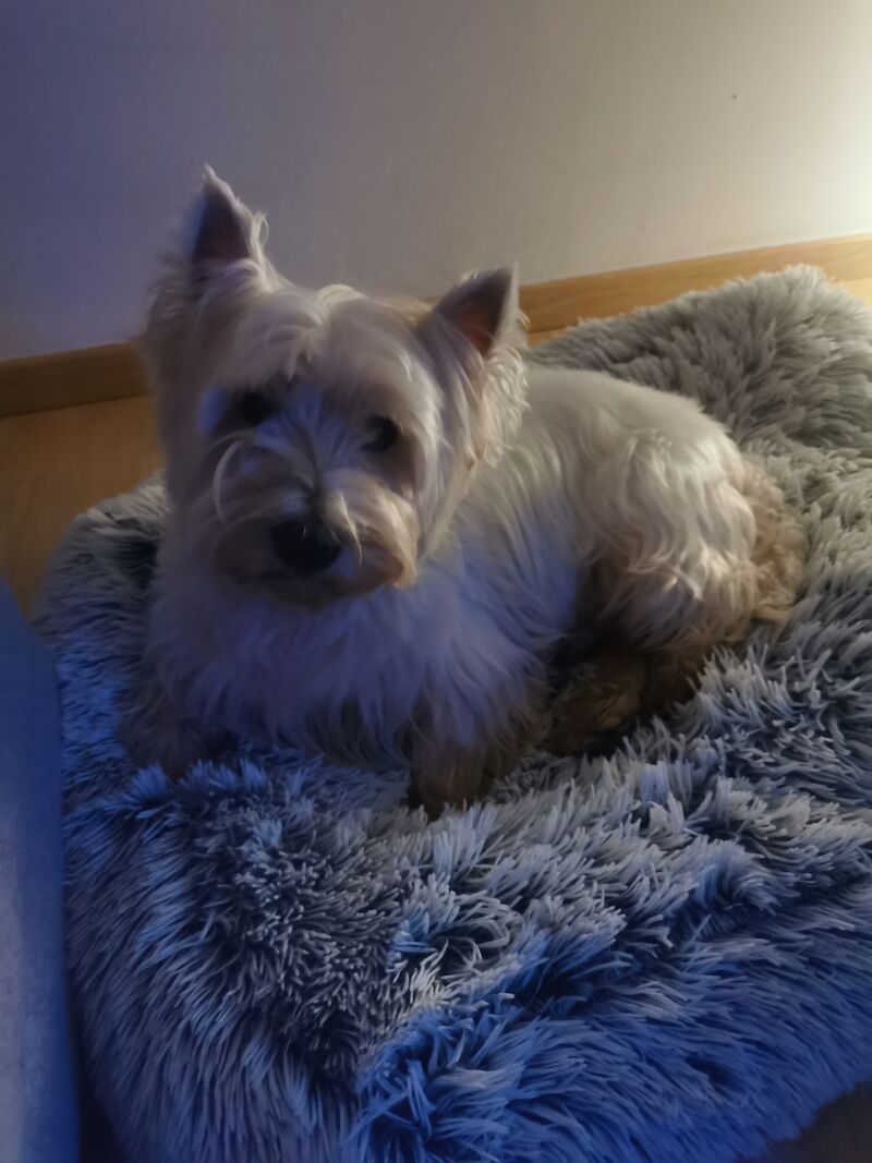 Holaa soy Cookie 🐾