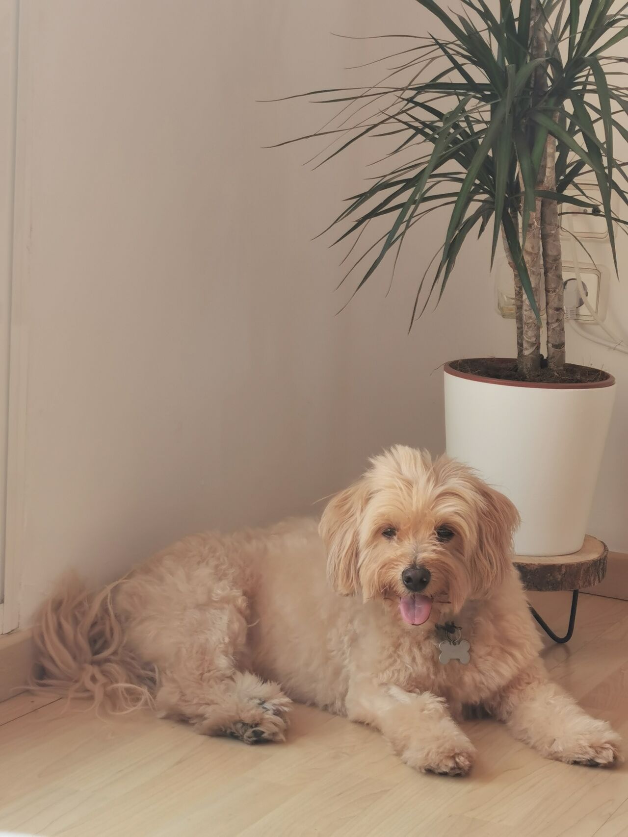 Gypsy Posando para la foto 