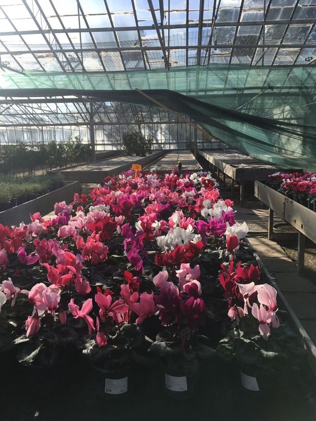 Ciklama
Znanstveni naziv: Cyclamen Viša klasifikacija: Cyclamineae