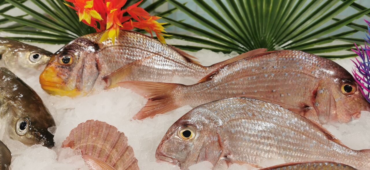 Pagre à points bleu