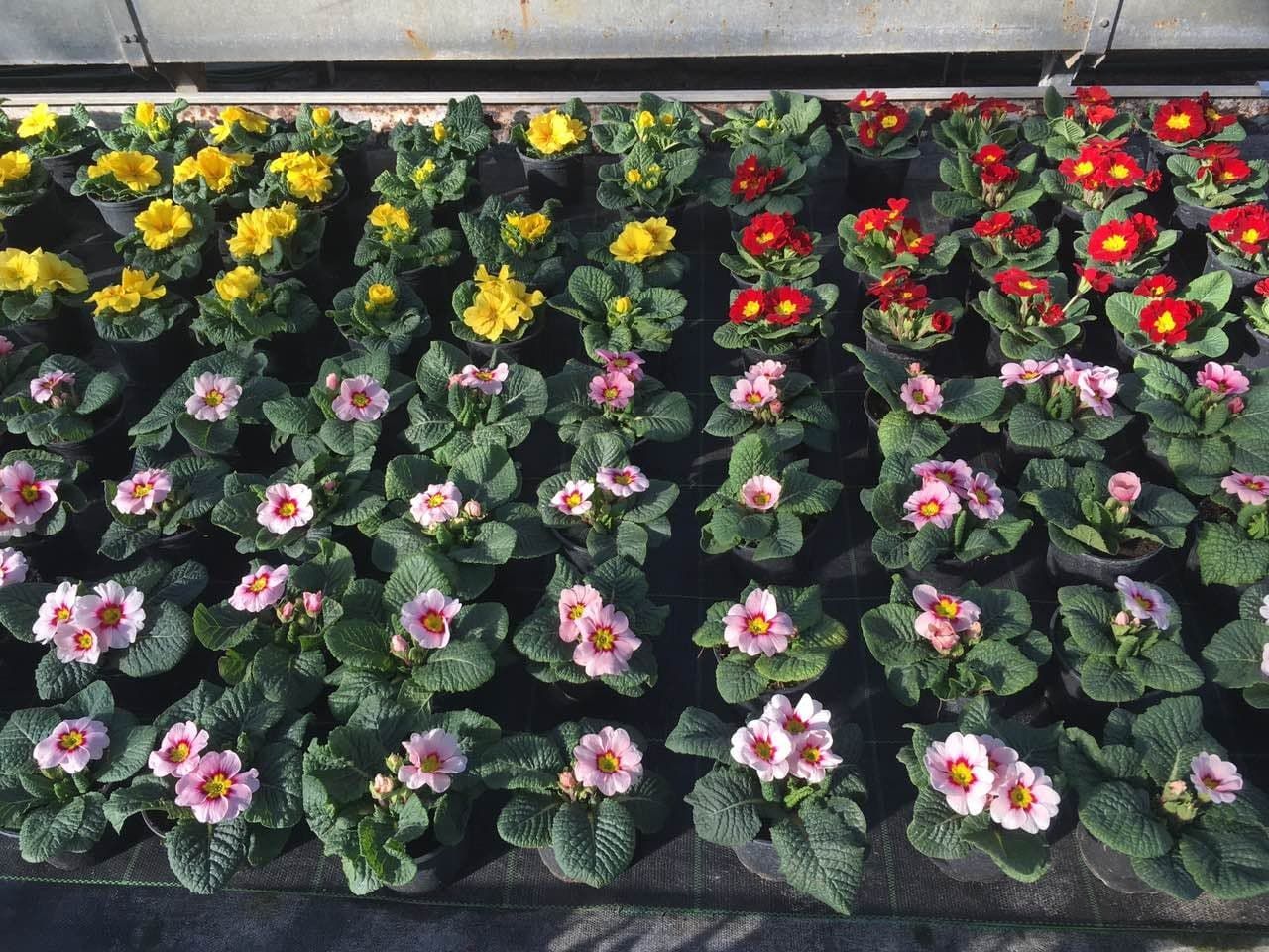 Jaglac
Znanstveni naziv: Primula Viša klasifikacija: Jaglačevke