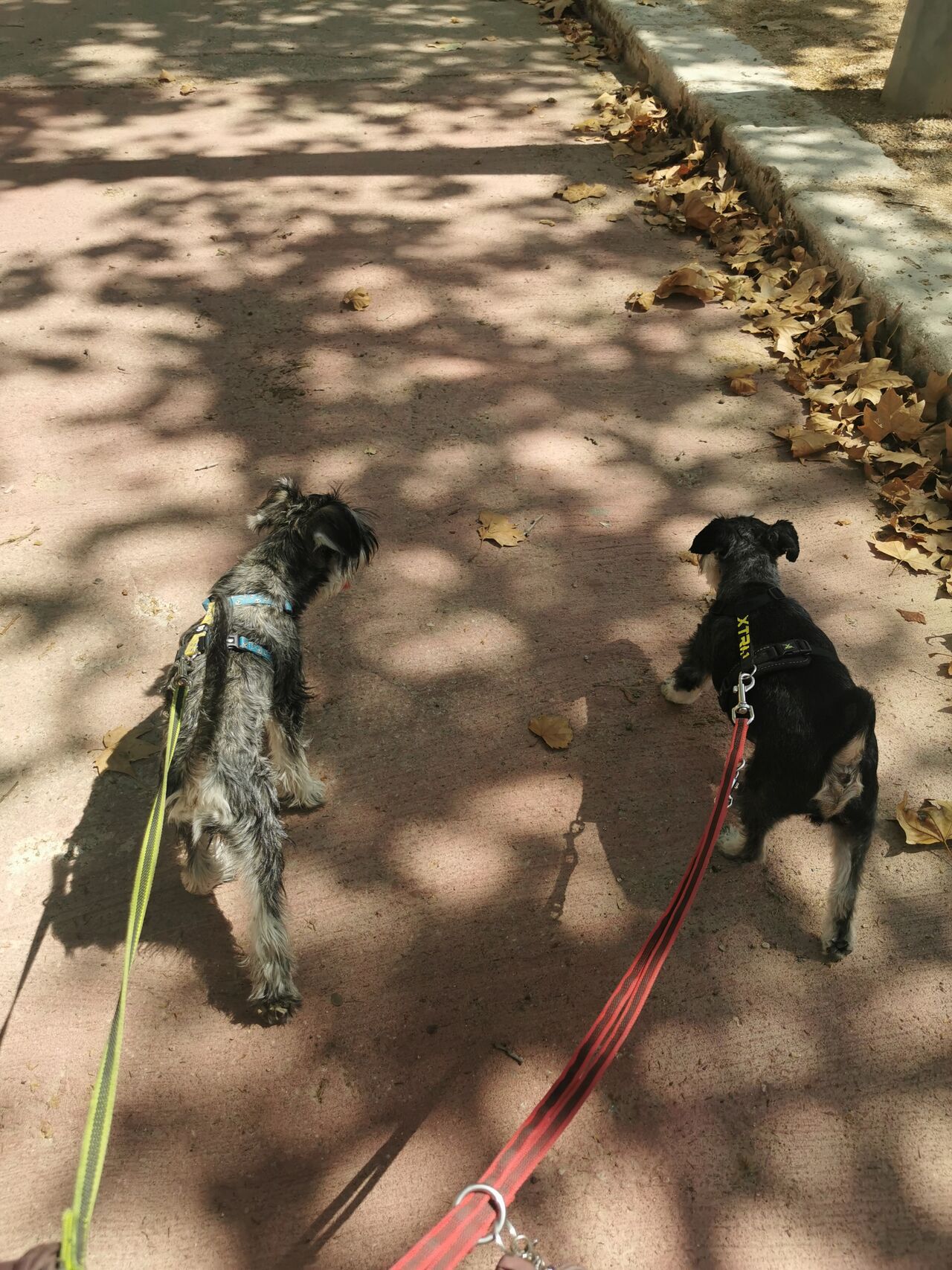 Gran paseo de Data y Qwerty 