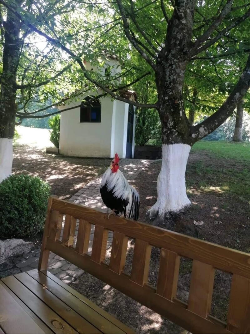 Gaststätte Kappishäusern „Zum Hahn“ - Neuffen (Kappishäusen) | Griechische  Küche in meiner Nähe | Jetzt reservieren