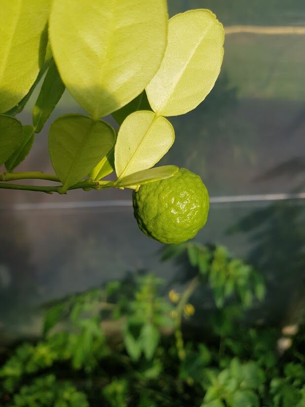 Combava de notre jardin
