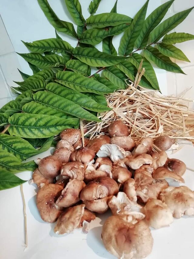 Champignons des Trois Moutiers (86)