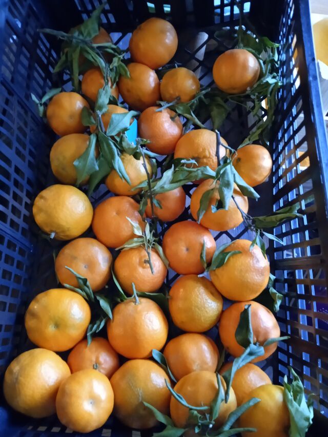 Clémentines du Portugal