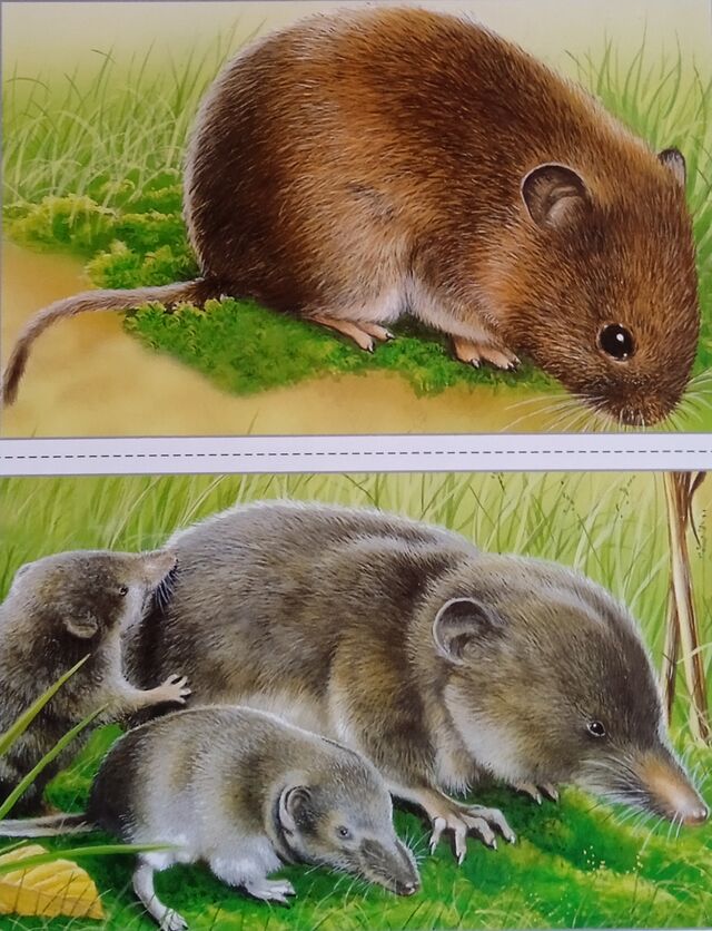 Les rongeurs sont des prédateurs pour les jeunes escargots.