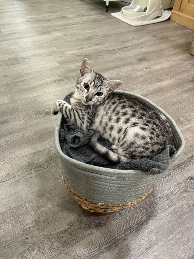 Tout est bon pour une sieste