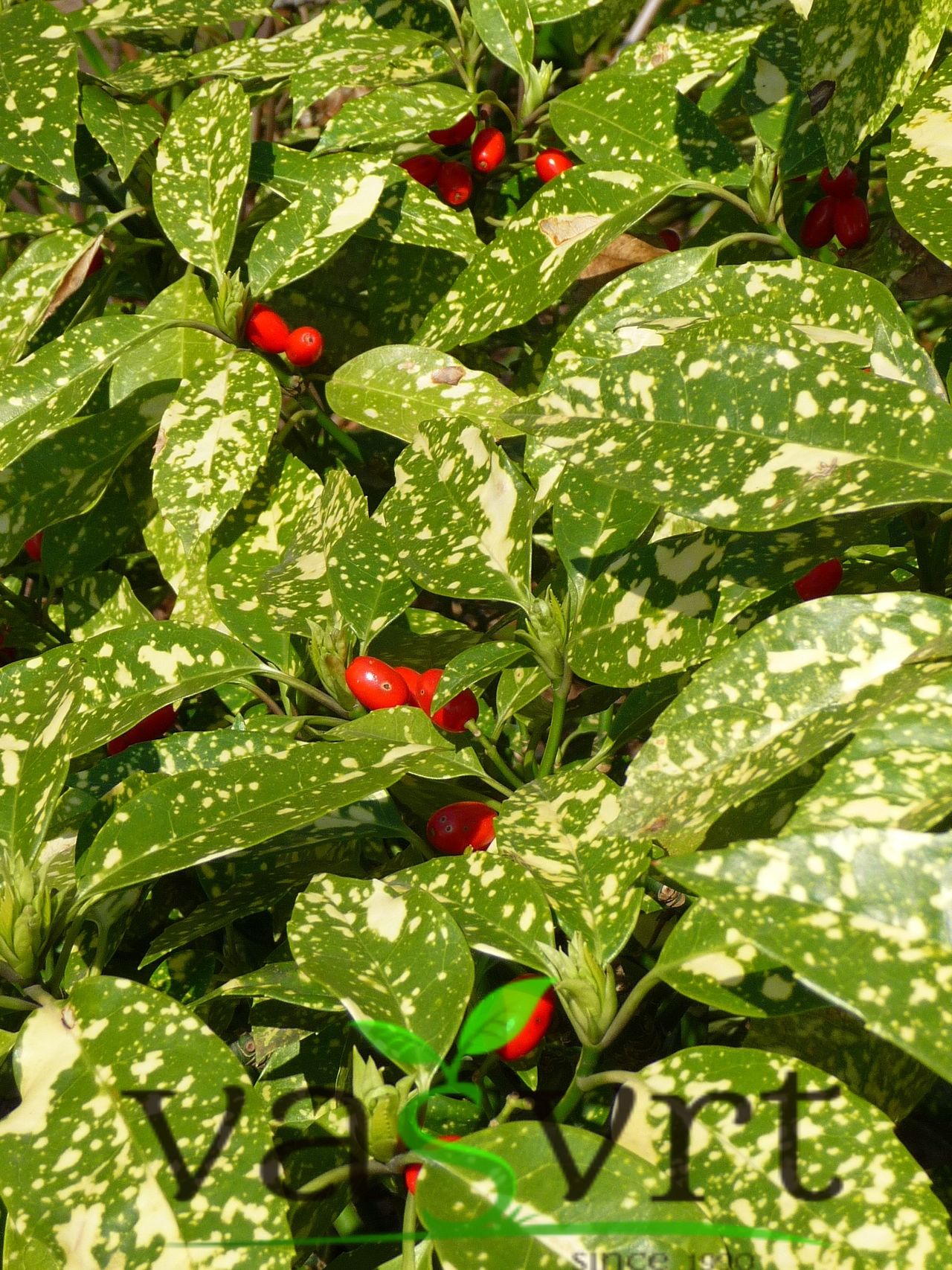 AUCUBA JAPONICA- JAPANSKI LOVOR- PJEGAVI JAVOR