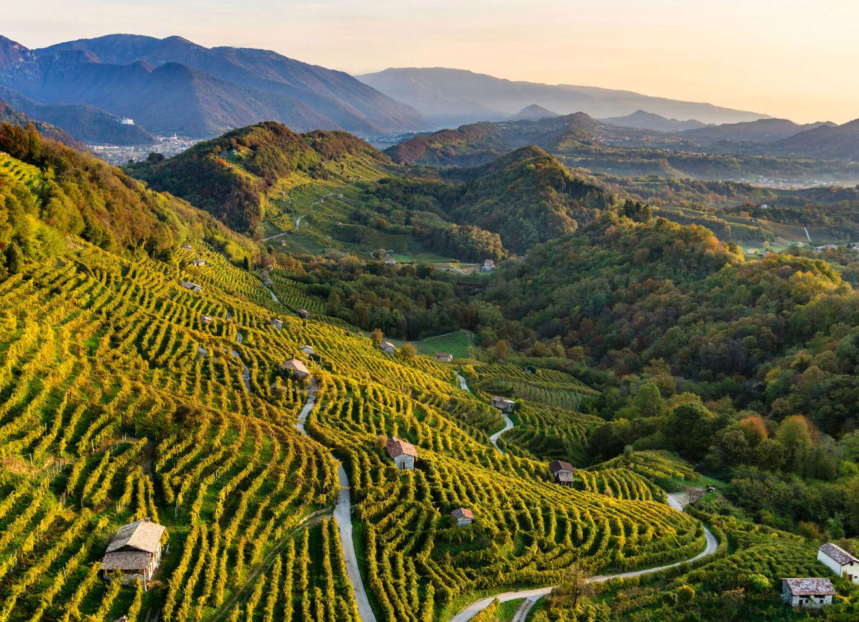 I NOSTRI VINI