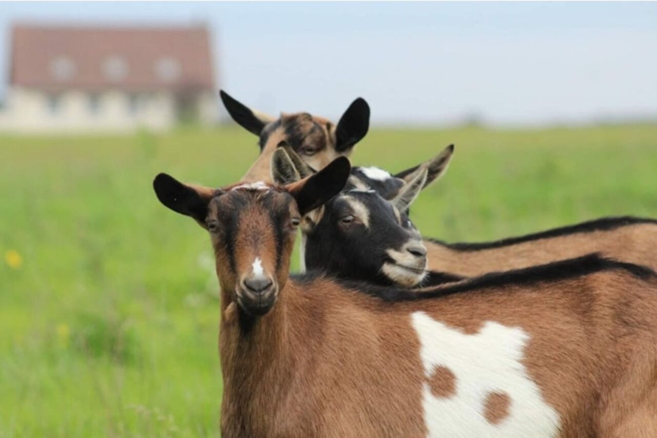 Devenez chevrier et... Fromager d'un jour !