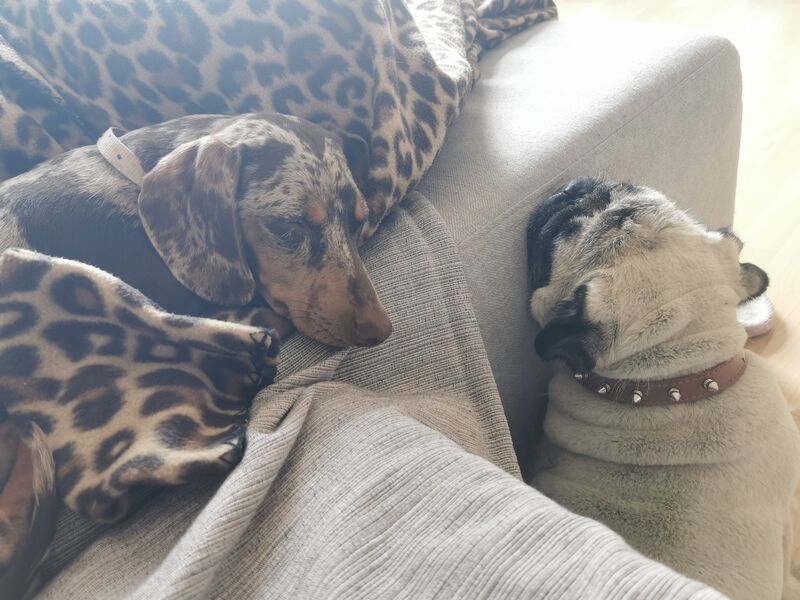 Freya y Zhora se quieren 💙❤️