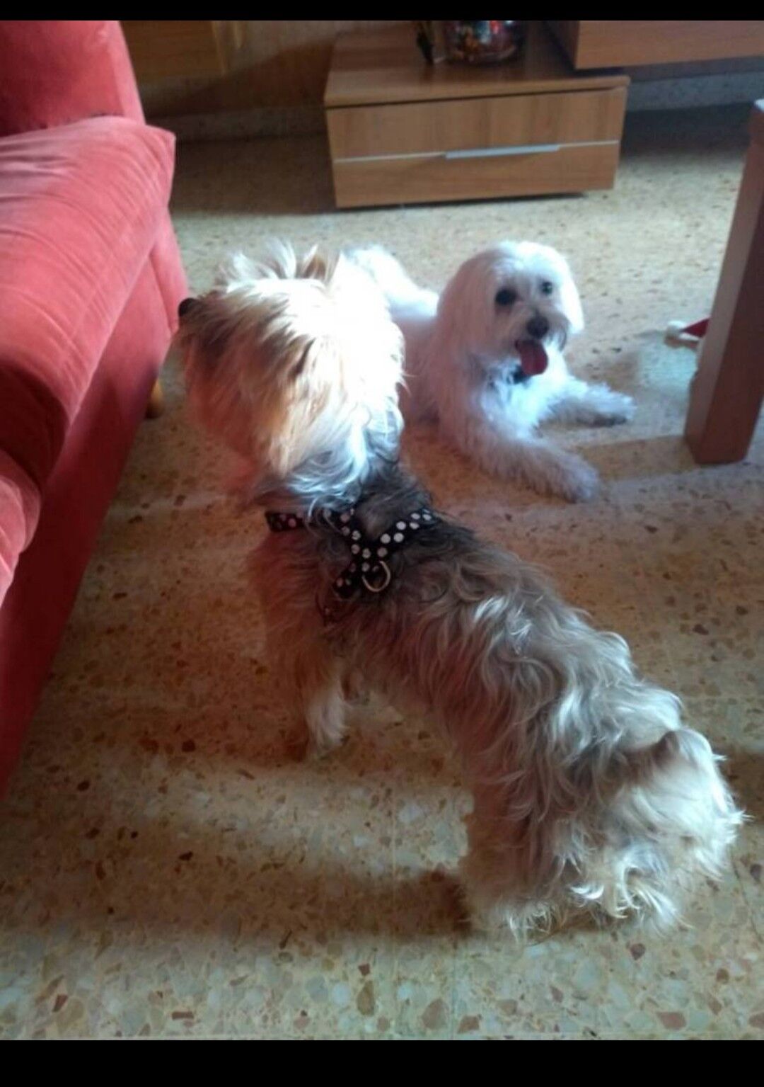 Los primos Pipo & Cocky