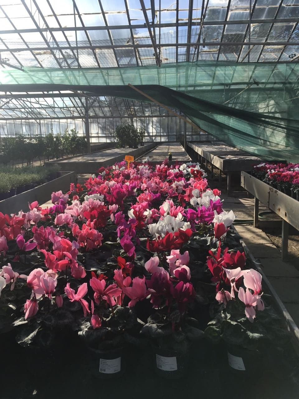 Ciklama
Znanstveni naziv: Cyclamen Viša klasifikacija: Cyclamineae