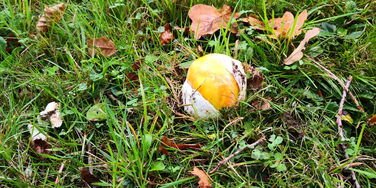 Les oronges ( amanite de César )