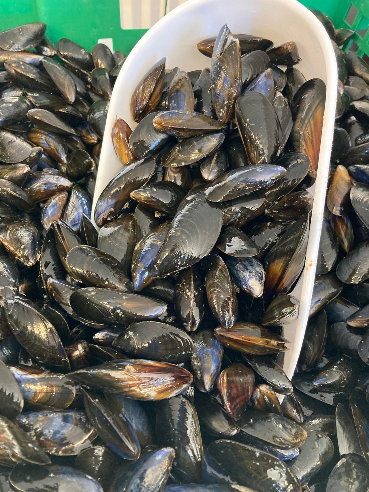 Producteur de moules de Bouchot - retrouvez nos moules en direct au magasin.