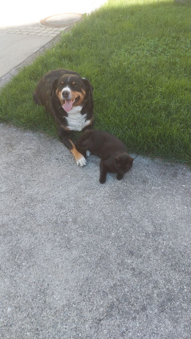 Hofhund Bella mit Zotter