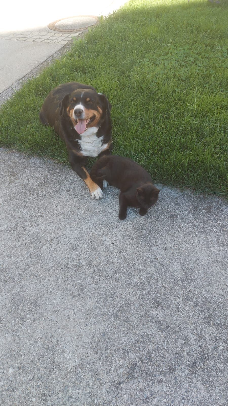 Hofhund Bella mit Zotter