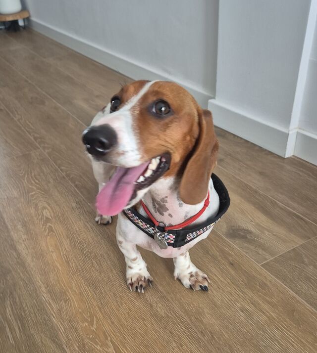 Yo soy Amelia 💕🐾