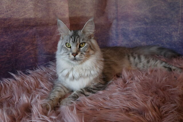 Romy douce et magnifique reproductrice !!!!!