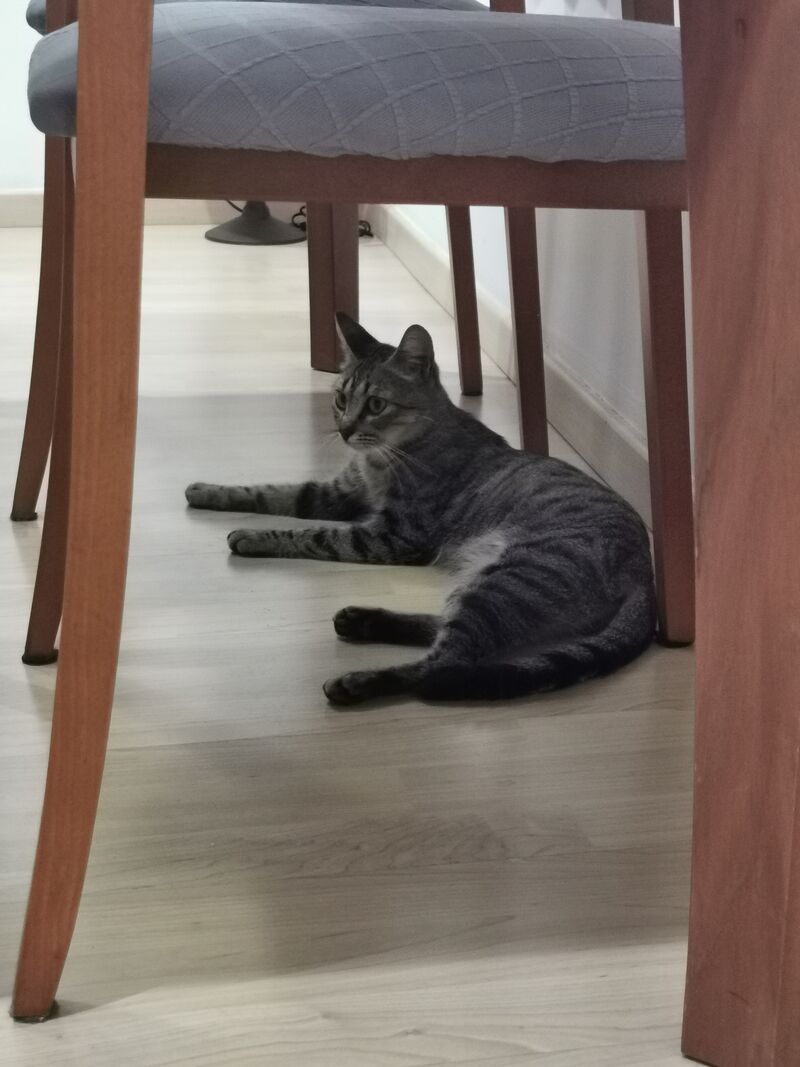 En casa tod@s son Bienvenid@s ella es Baghueera