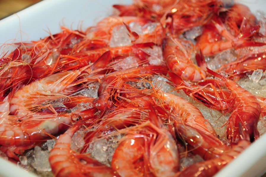 GAMBA ROJA
