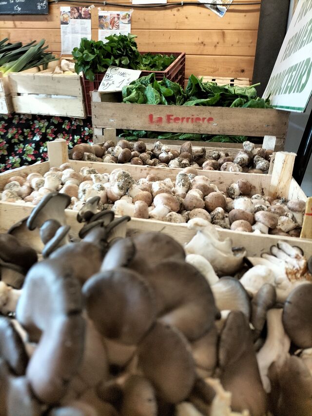Champignons - Champi en seine 