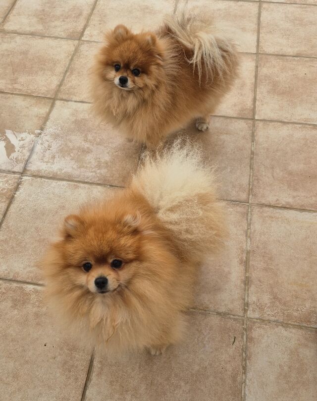 Toni y Chester🐾🐾