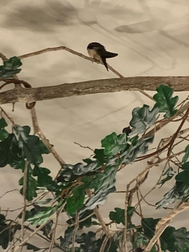 Una de las cuatro golondrinas que quisieron amenizar la cena de un viernes con sus vuelos y acrobacias. Ella se quedo a descansa
