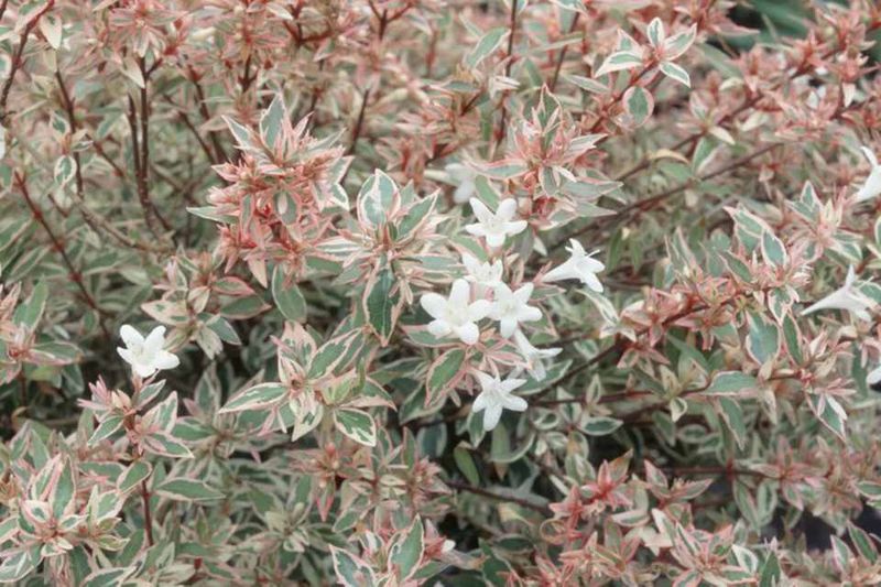 ABELIJA
Abelia grandiflora – abelija