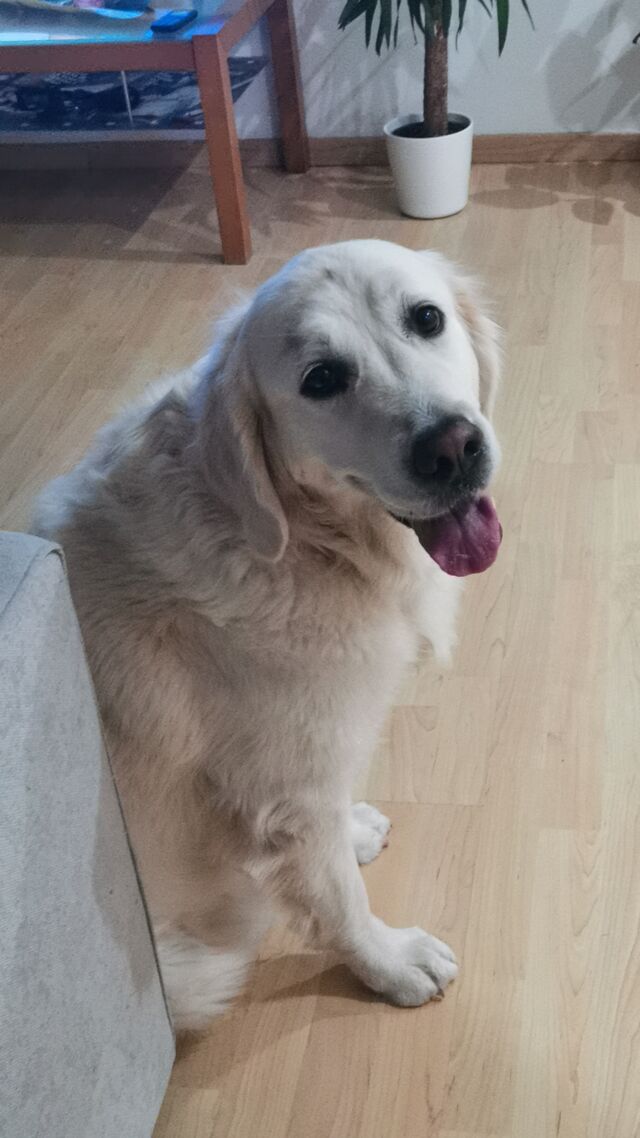 Yo soy la Princesa Elza 🐾💗