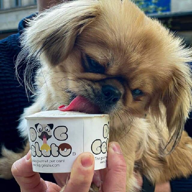 Hunde Eis neu bei uns
