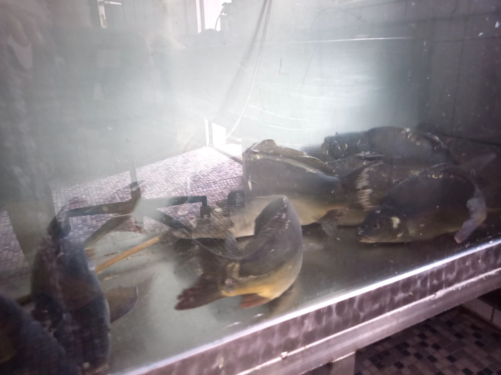 Karpfensaison 2024 / 2025