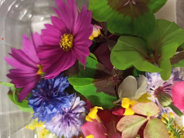 LES FLEURS COMESTIBLES DES SOURCIERS