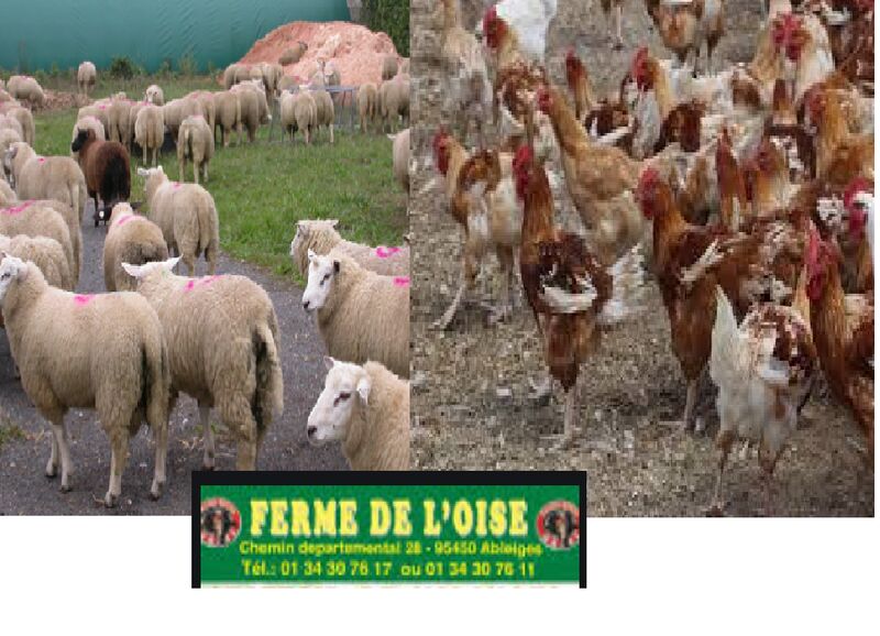 Notre ferme : LA FERME DE L'OISE A ABLEIGE
C'est notre fournisseur en viande et volailles