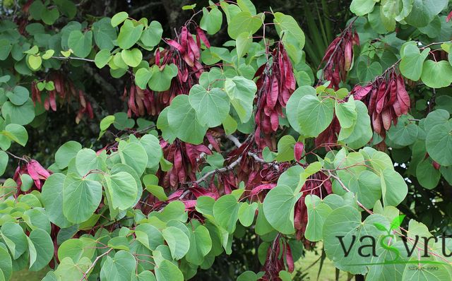 
Cercis siliquastrum (judić, judino drvo)