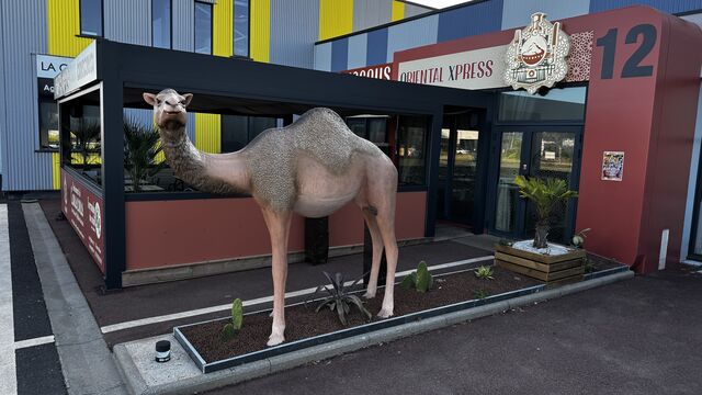 Notre dromadaire Dromie 