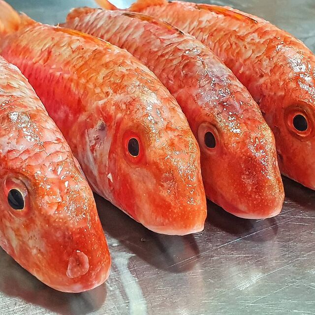 Salmonetes en Formación