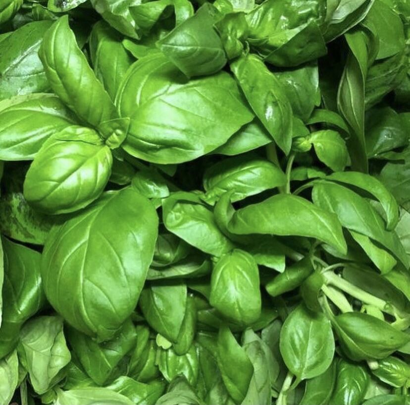 IL BASILICO CHE USIAMO PER IL NOSTRO PESTO FATTO IN CASA - The basil we use for our homemade pesto