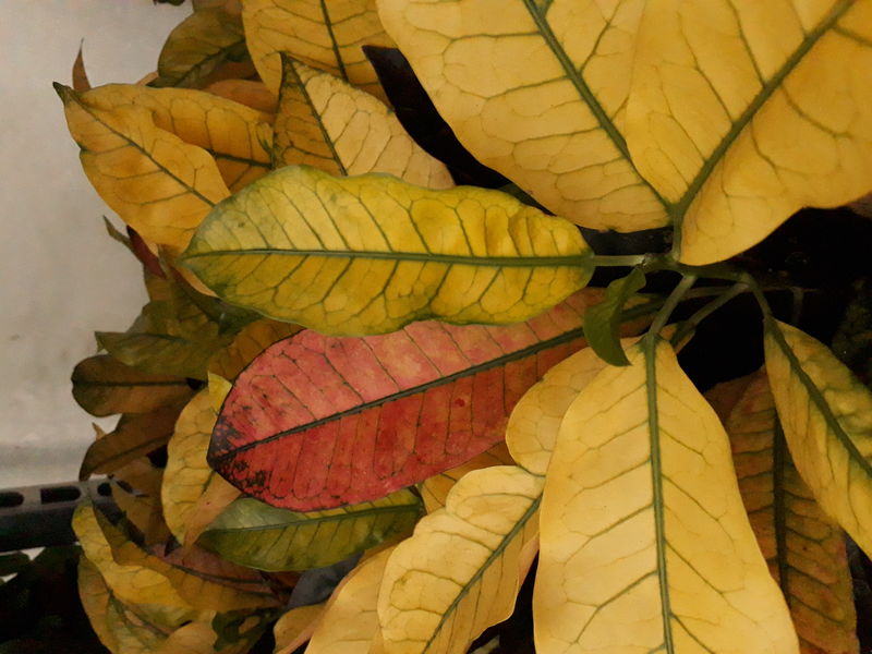 Kroton (Codiaeum variegatum)